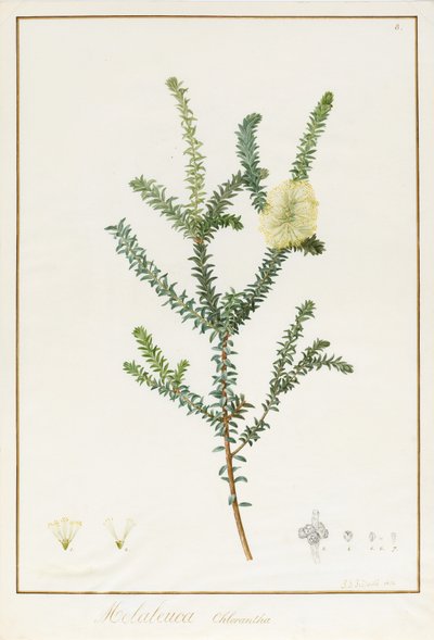Melaleuca Chlorantha, 1812 von Pierre Joseph Redouté